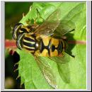 Helophilus pendulus - Gemeine Sumpfschwebfliege 14.jpg